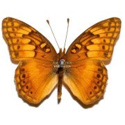 EUPTOIETA HEGESIA MERIDIANIA